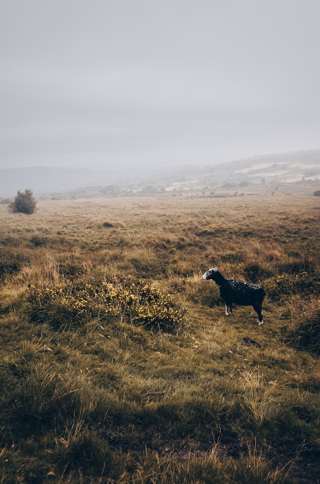 Dartmoor